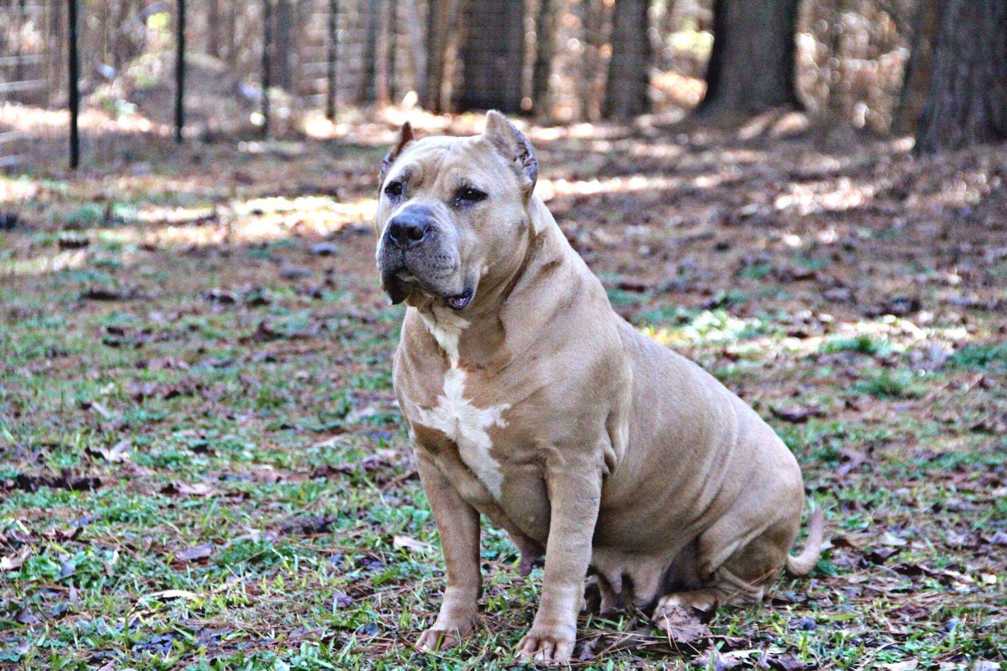 Dog Featured Image