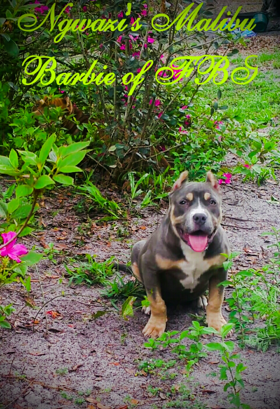 Dog Featured Image