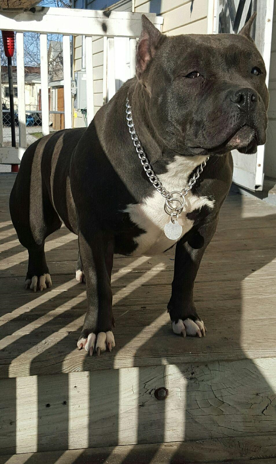 Dog Featured Image