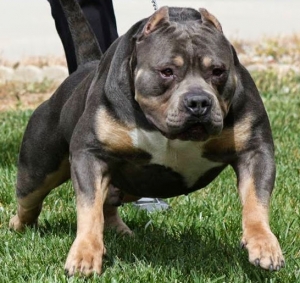 Dog Featured Image