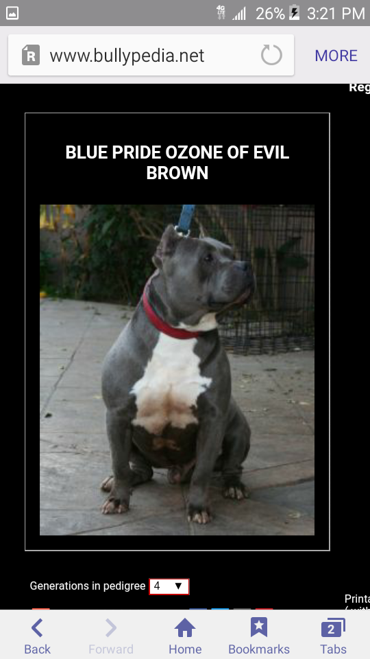 Dog Featured Image
