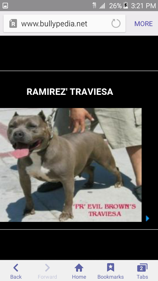 Dog Featured Image