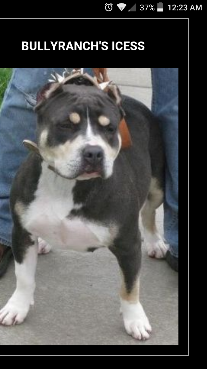 Dog Featured Image