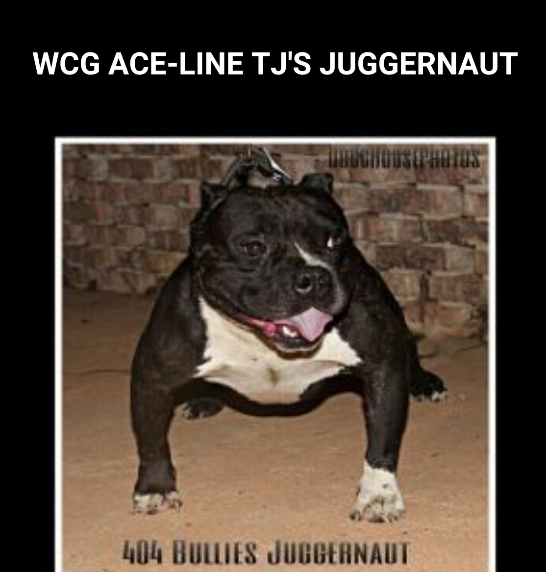 Dog Featured Image