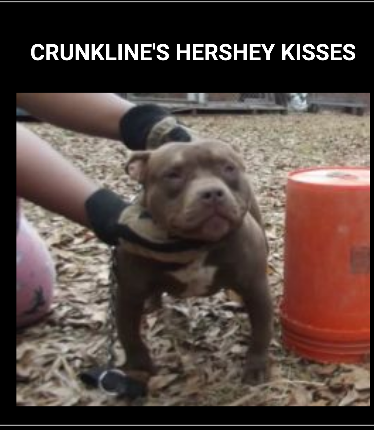 Dog Featured Image
