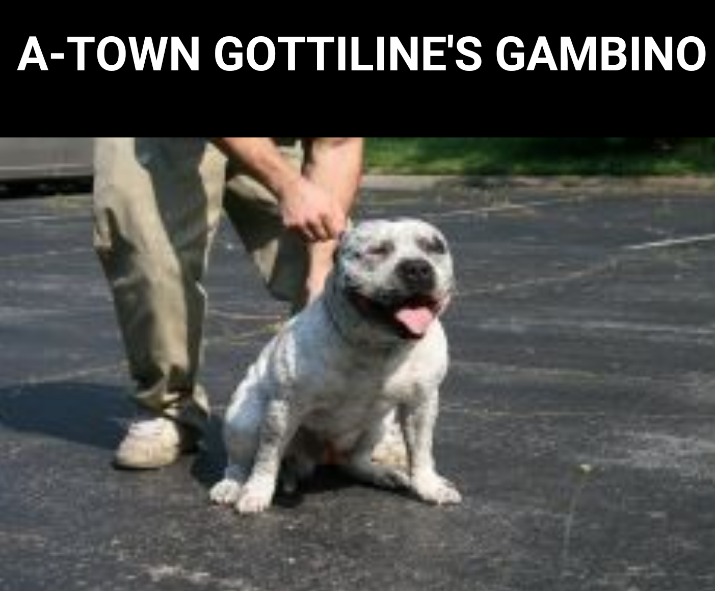 Dog Featured Image
