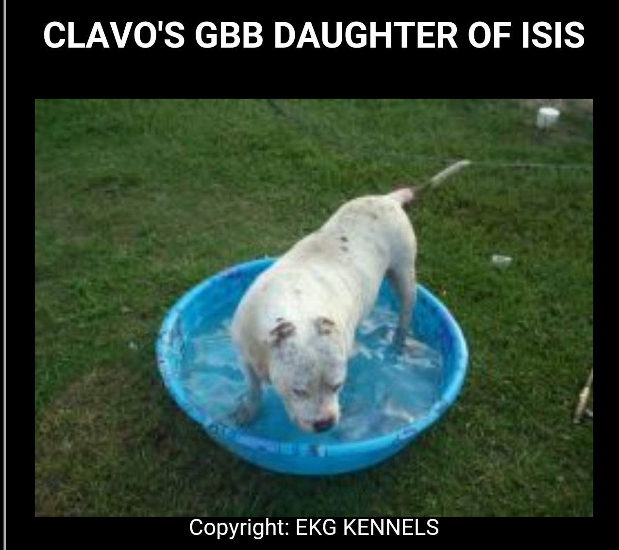 Dog Featured Image