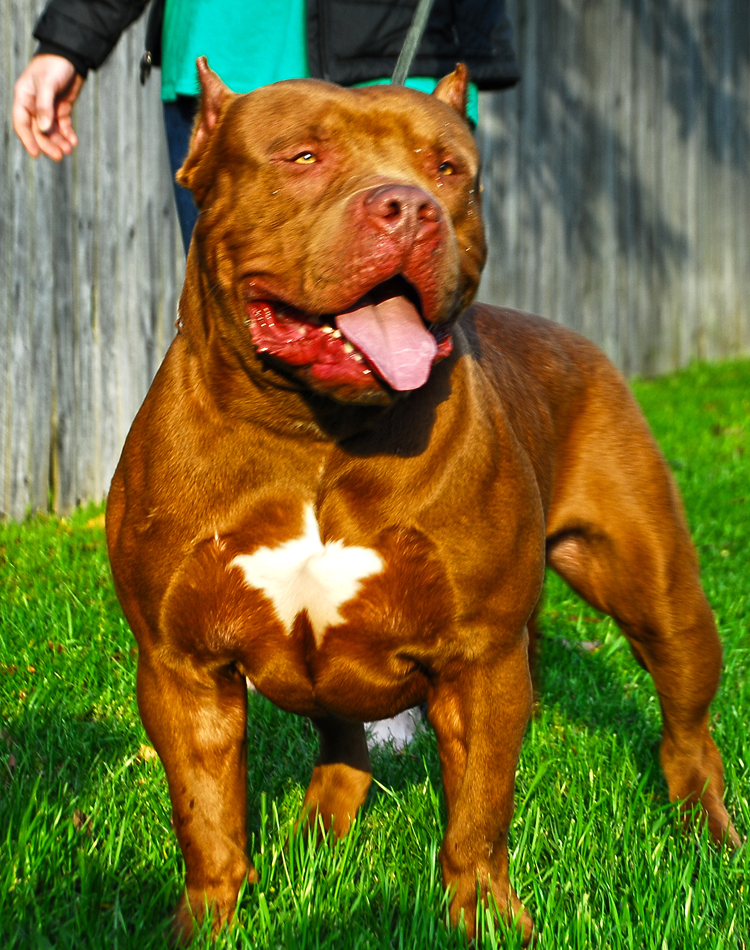brahma bully dog breed