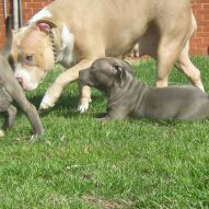 Dog Featured Image