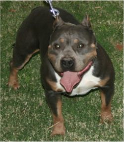 Dog Featured Image