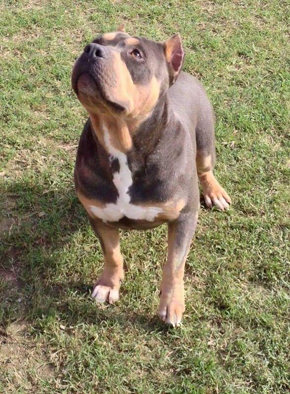 Dog Featured Image