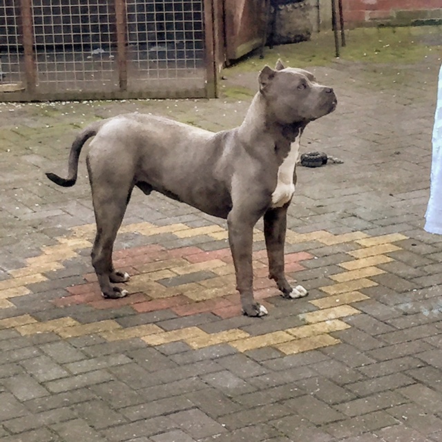 Dog Featured Image