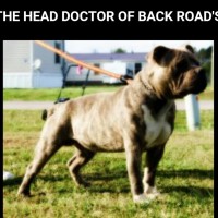 Dog Featured Image