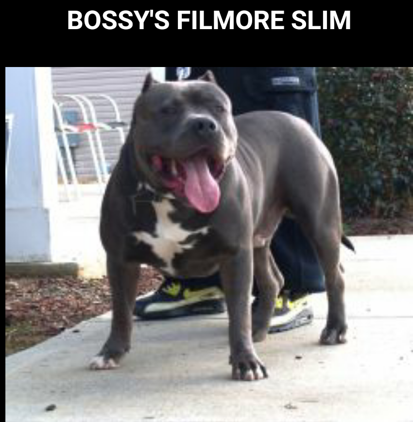 Dog Featured Image