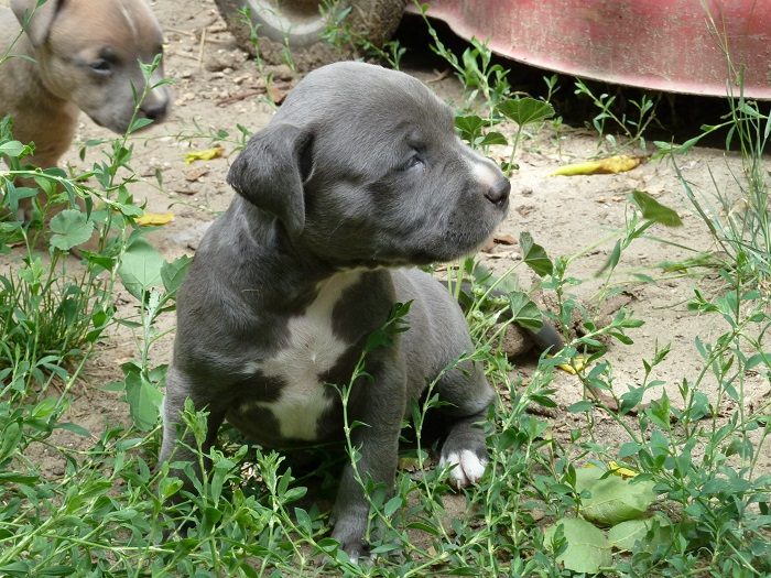 Dog Featured Image