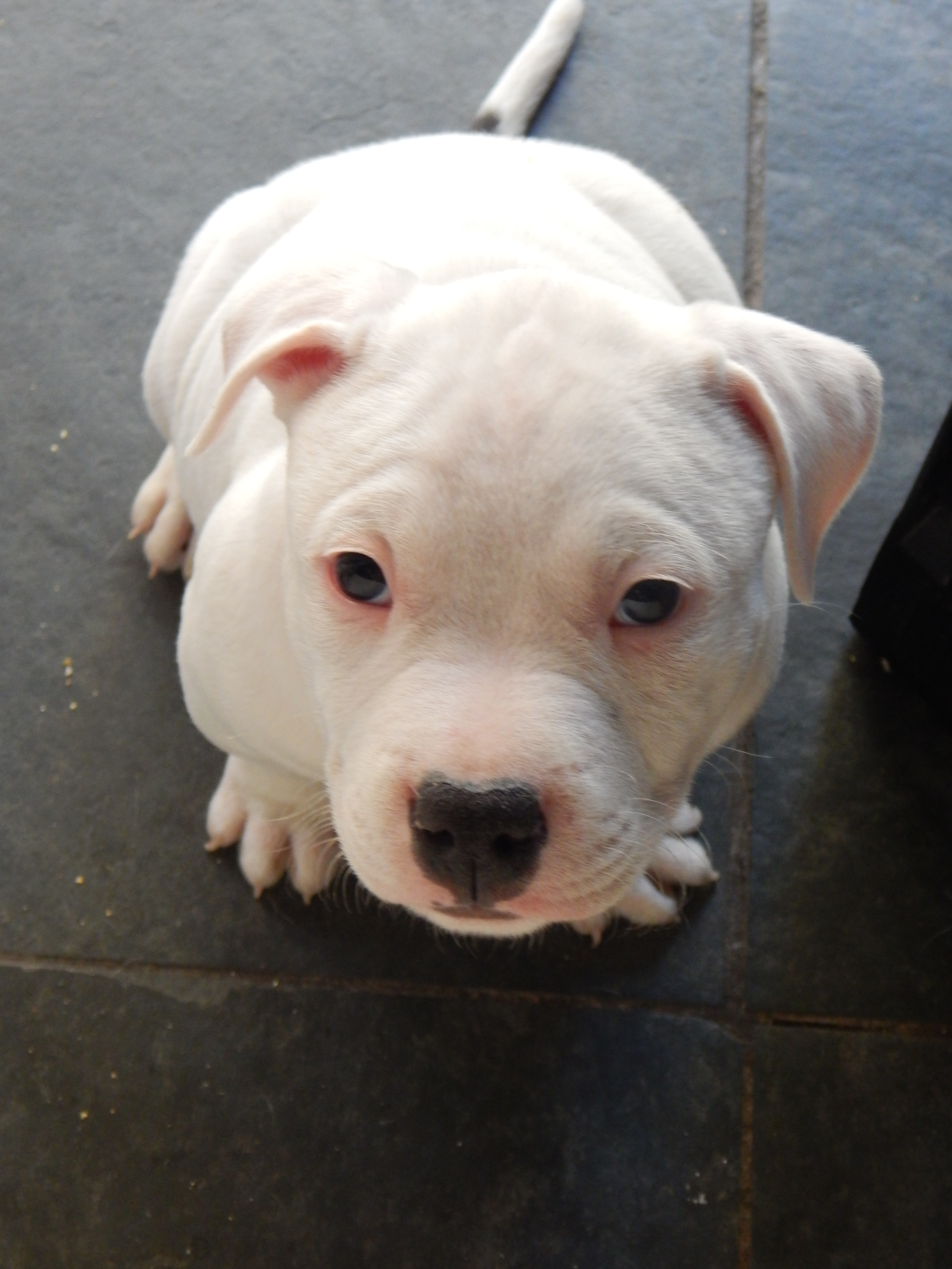 Dog Featured Image