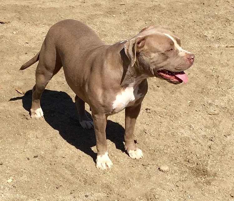 Dog Featured Image