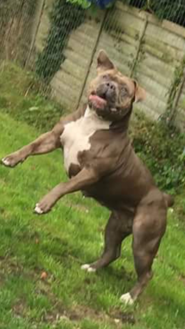 Dog Featured Image