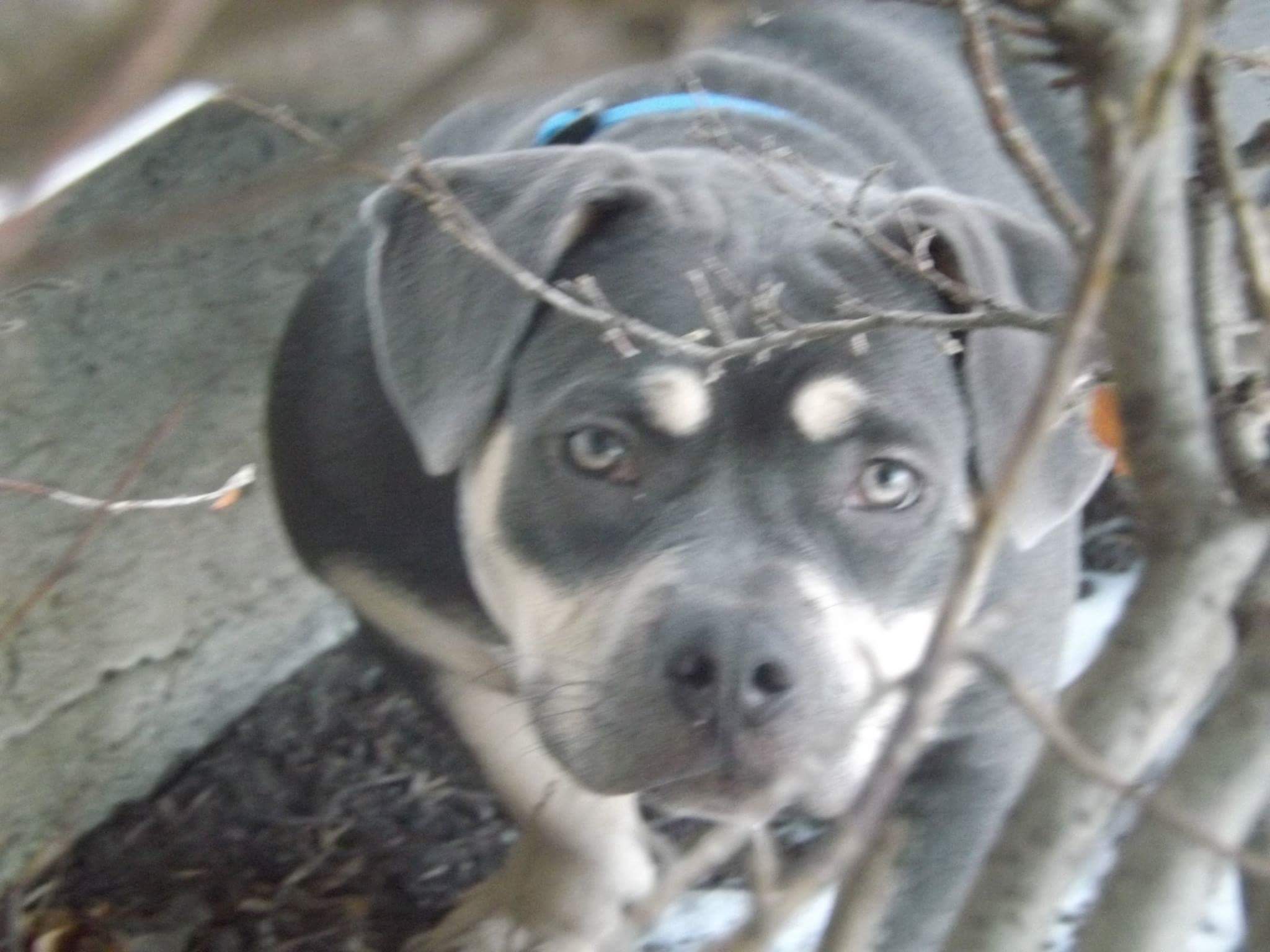 Dog Featured Image