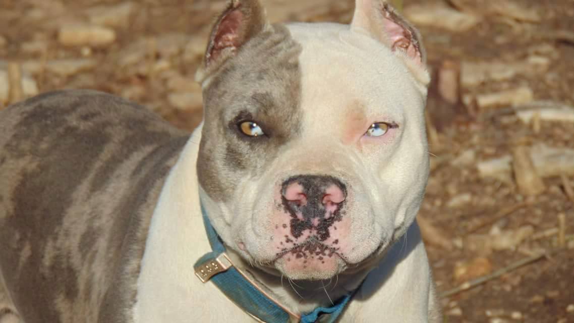 Dog Featured Image