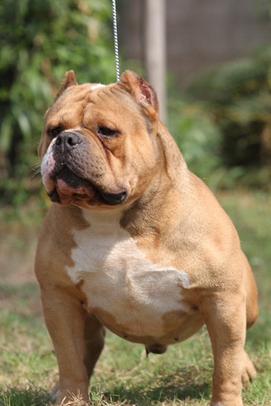 Dog Featured Image