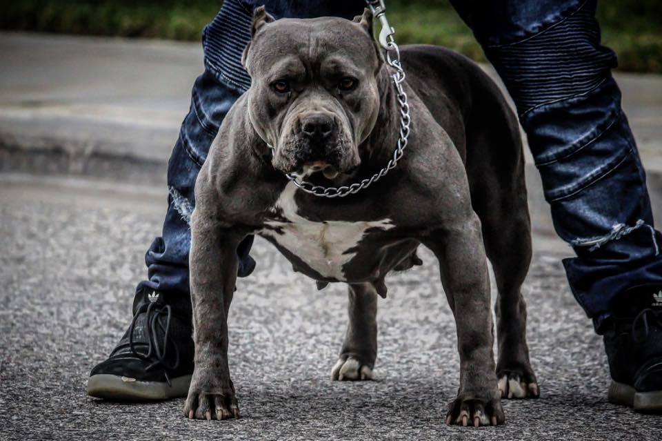 Dog Featured Image