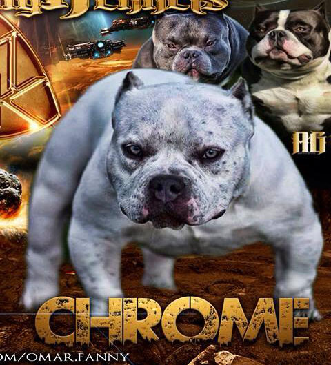Dog Featured Image