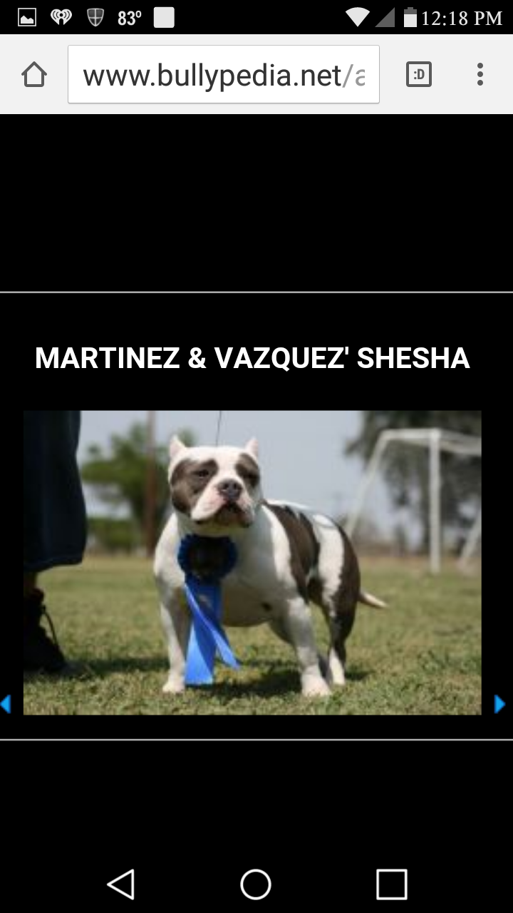Dog Featured Image