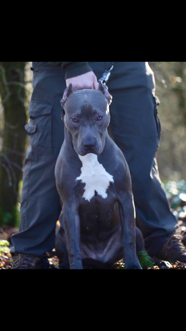 Dog Featured Image