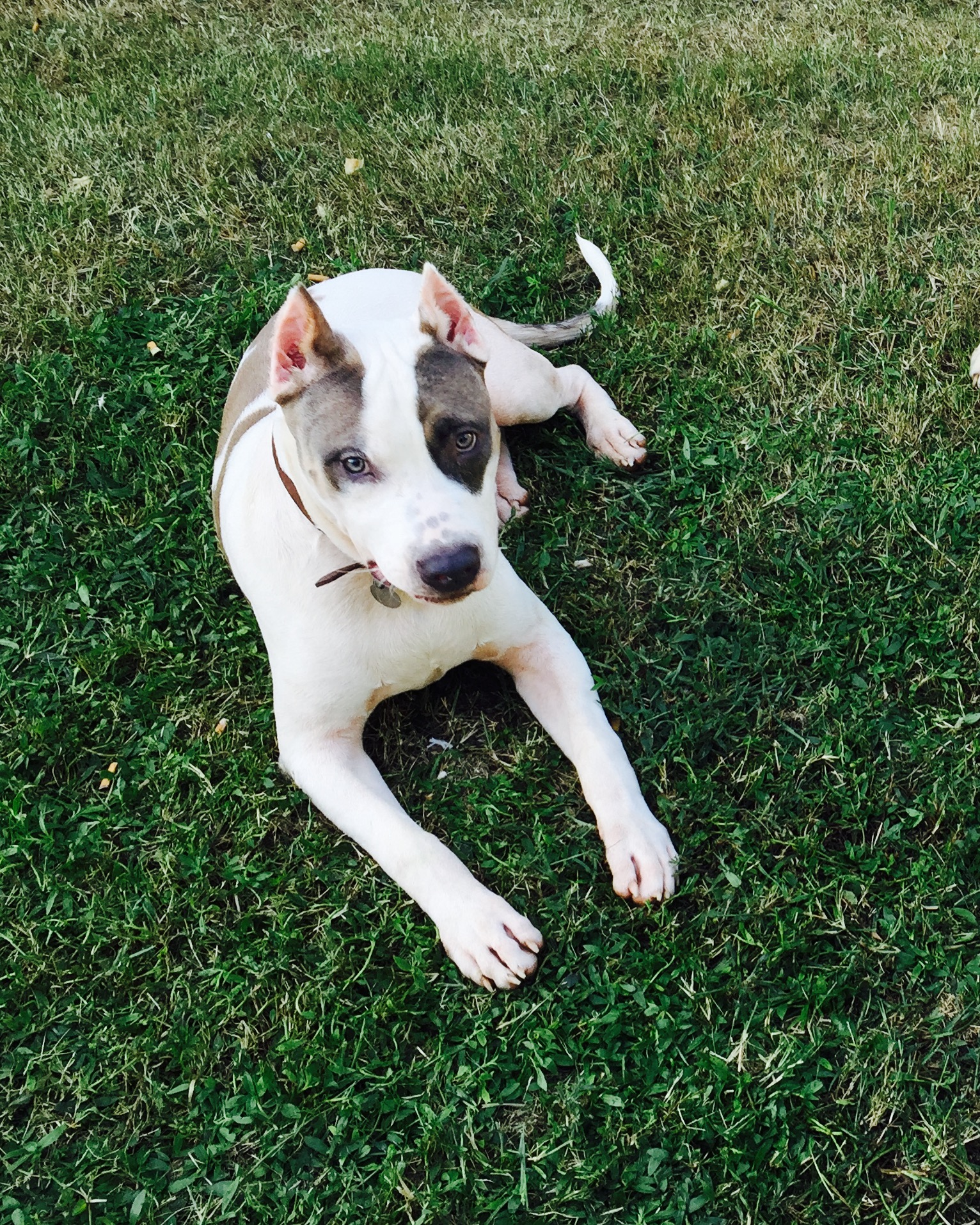 Dog Featured Image