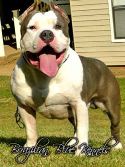 Dog Featured Image