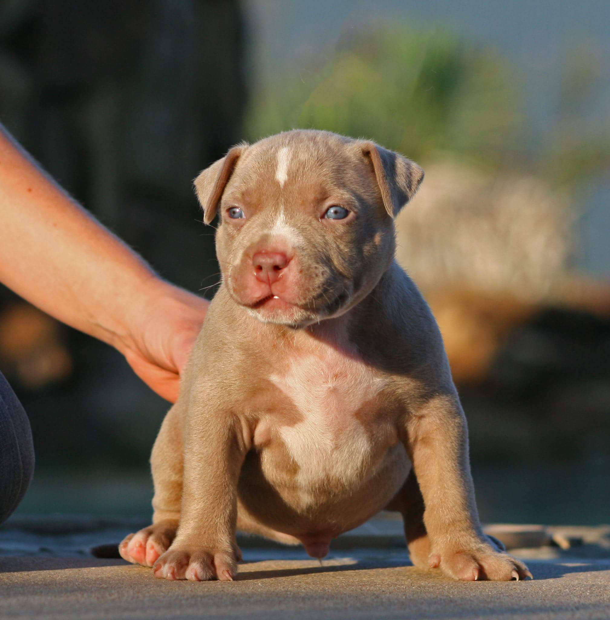 Dog Featured Image