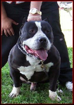 Dog Featured Image