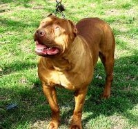 Dog Featured Image