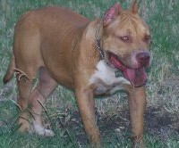 Dog Featured Image