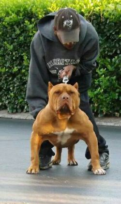 Dog Featured Image