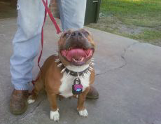 Dog Featured Image