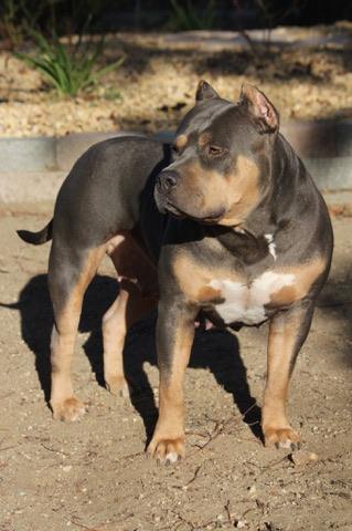 Dog Featured Image