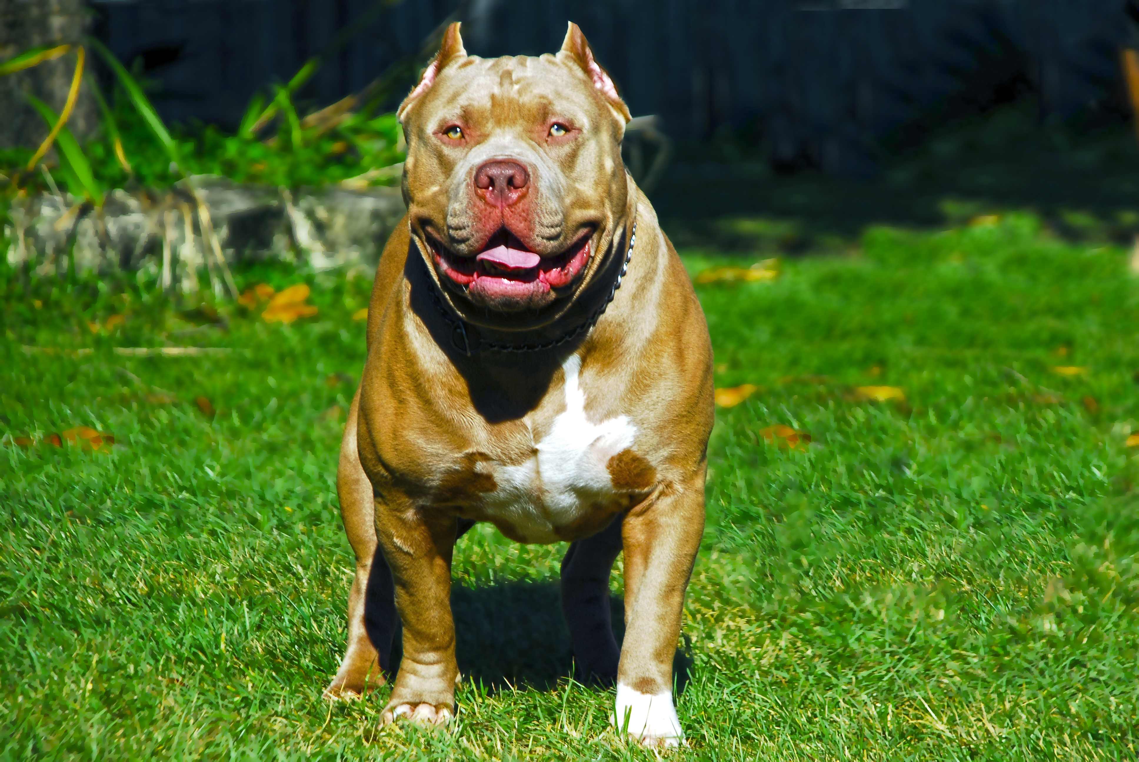 Dog Featured Image