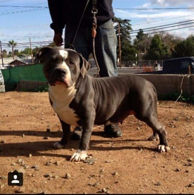 Dog Featured Image