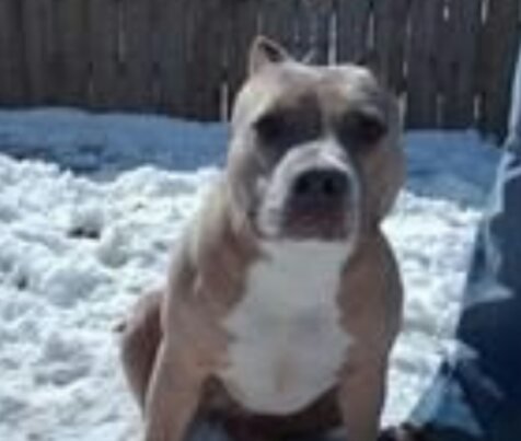 Dog Featured Image
