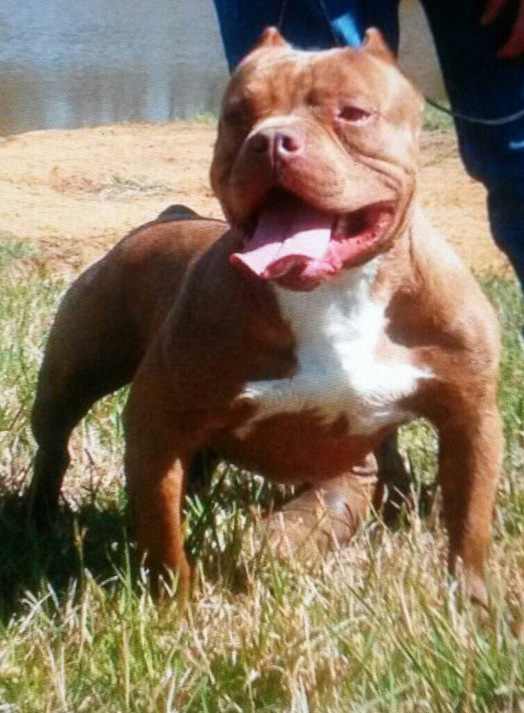 Dog Featured Image