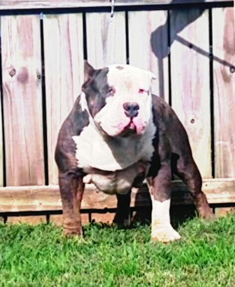 Dog Featured Image