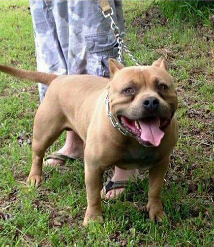 Dog Featured Image