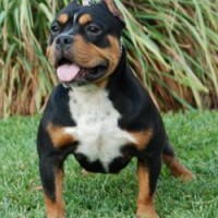 Dog Featured Image