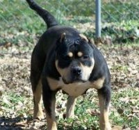 Dog Featured Image