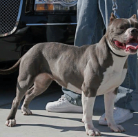 Dog Featured Image