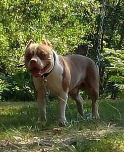 Dog Featured Image