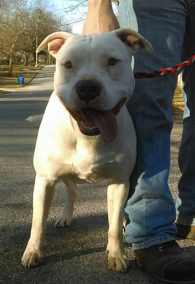 Dog Featured Image