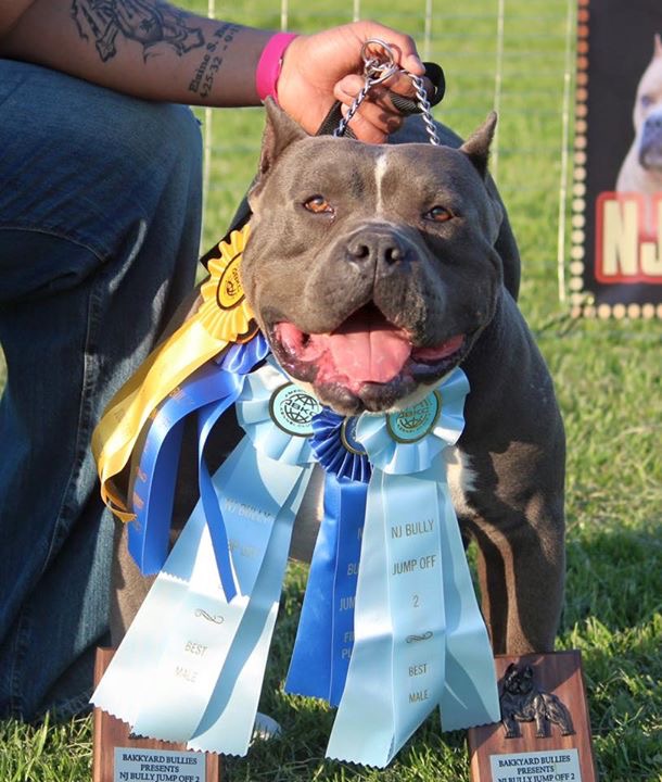 Dog Featured Image